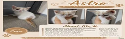 Mixed Breed cats for sale: Ready for their forever families  - Advert 2