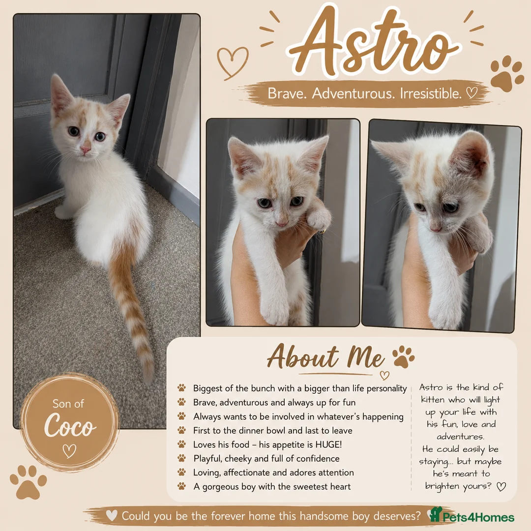 Mixed Breed cats for sale: Ready for their forever families  - Advert 2