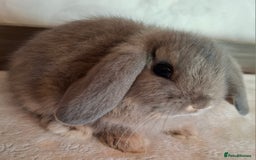 Mini Lop rabbits for sale: Mini lops - Image 9
