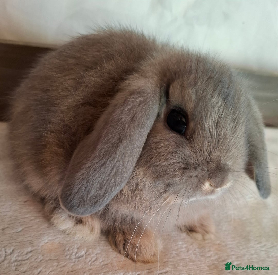 Mini Lop rabbits for sale: Mini lops - Image 9