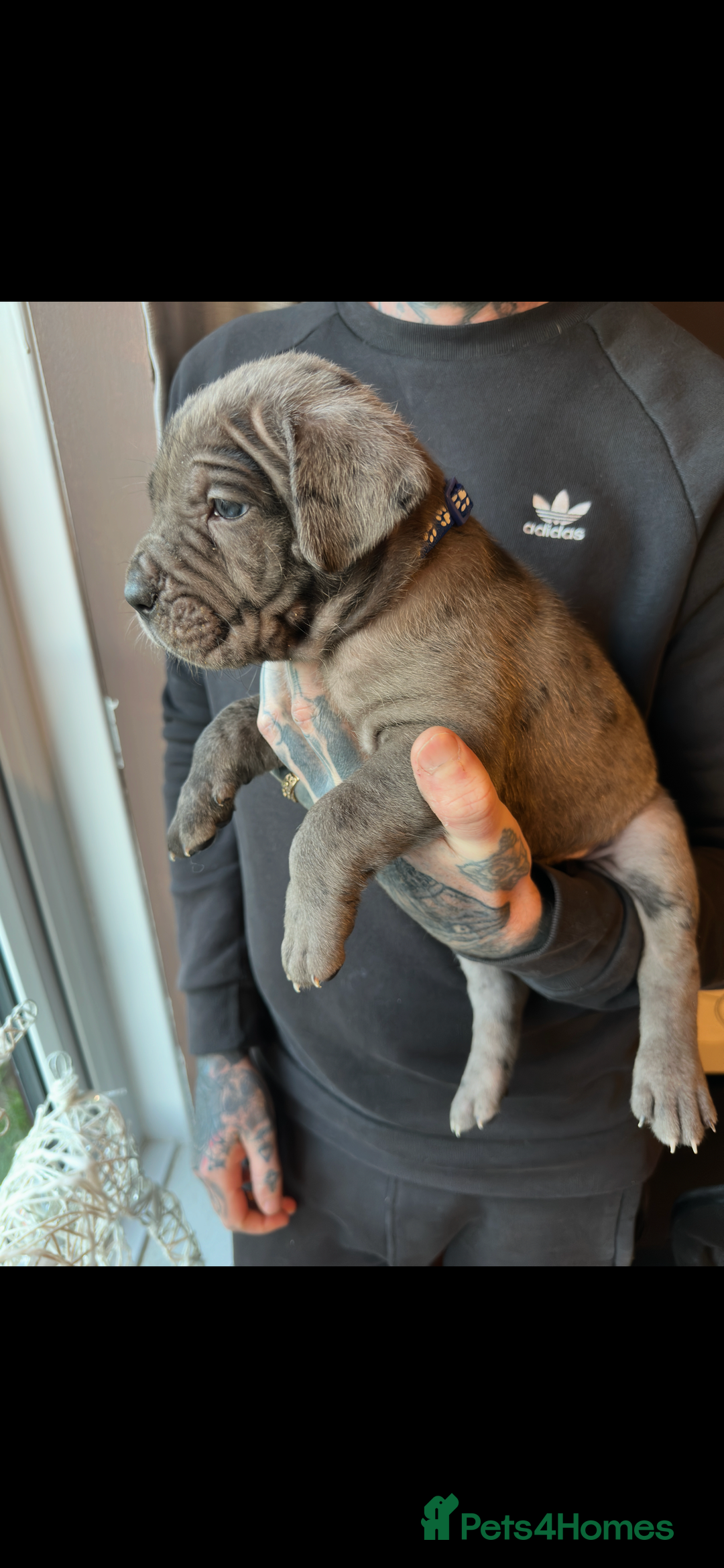 Mixed Breed dogs for sale: Presa X Neo puppies - Advert 10