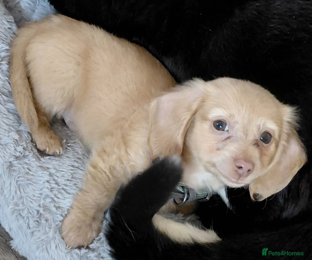 Miniature Dachshund dogs for sale: ✨️Beautiful Longhaired Minis✨️Lovely Temperments✨️ - Advert 2