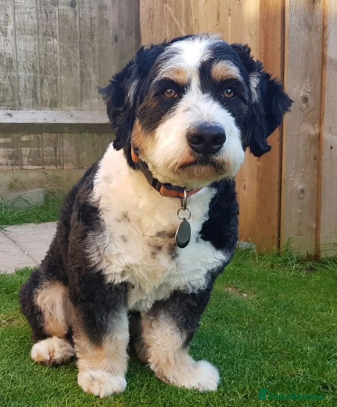 Mixed Breed dogs for stud: PROVEN Pure F1 Miniature Bernedoodle -Stud Offered in Saffron Walden - Advert 9