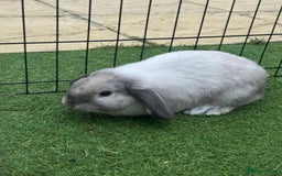 Mini Lop rabbits for sale: Mini lop 1 available  - Image 2