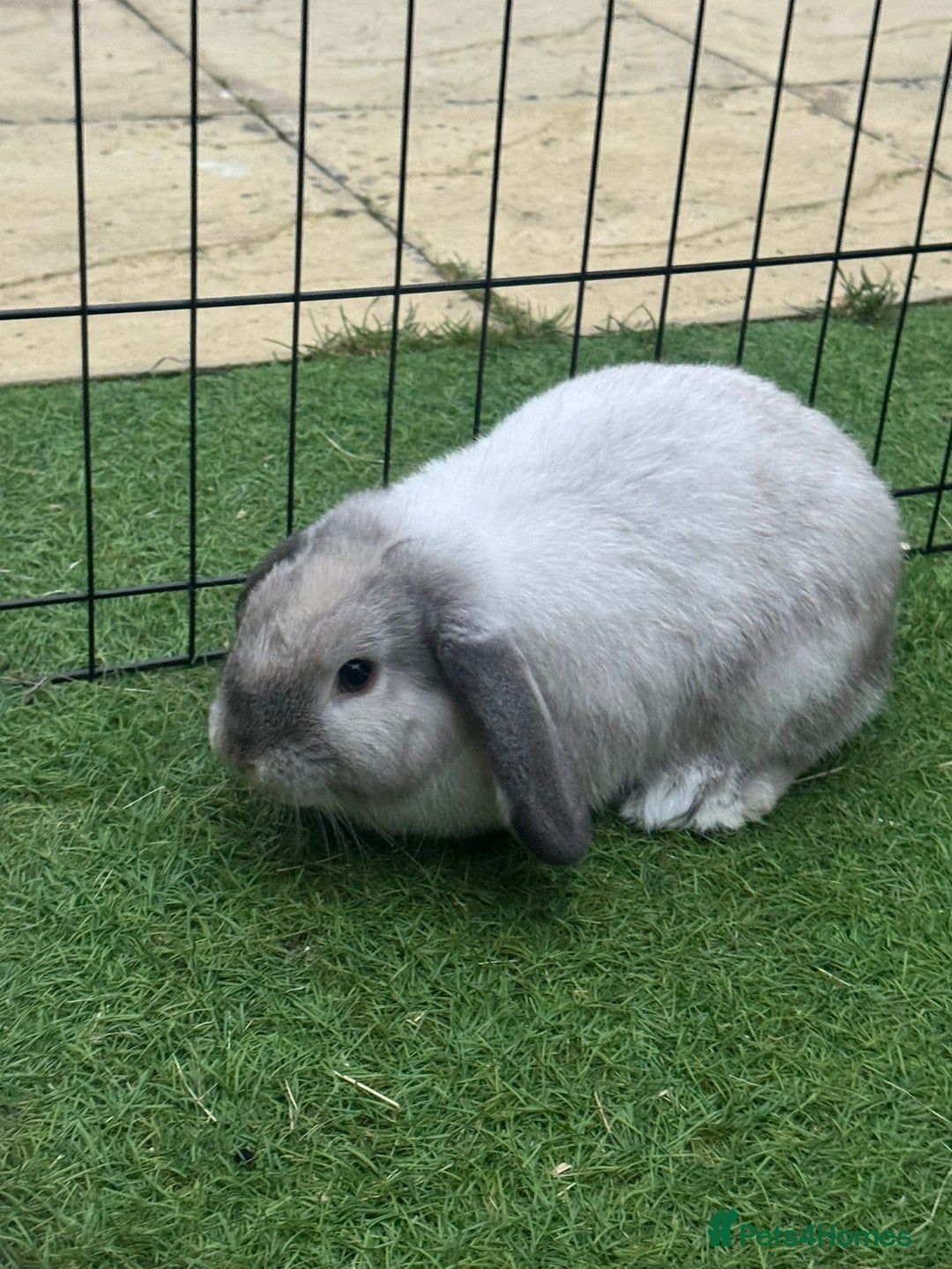 Mini Lop rabbits for sale: Mini lop 1 available  - Image 2