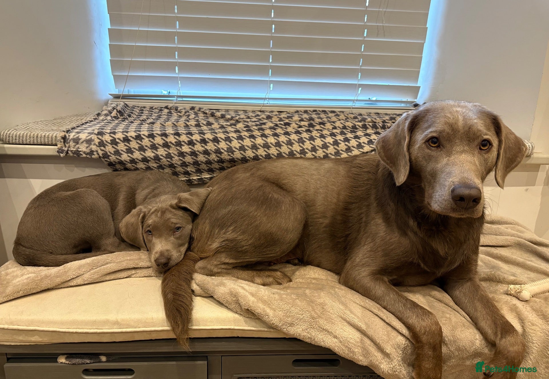 Labrador Retriever dogs LAST 2 BOYS 9wks old, KC reg Champagne, Silver Lab - Advert 2
