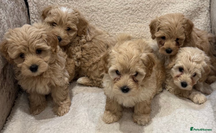Maltipoo dogs - Advert 8