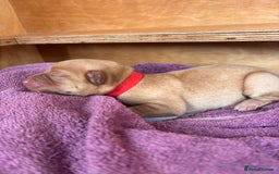 Labrador Retriever dogs for sale: KC Reg ‘Fox Red’ Labrador Retrievers  - Image 27