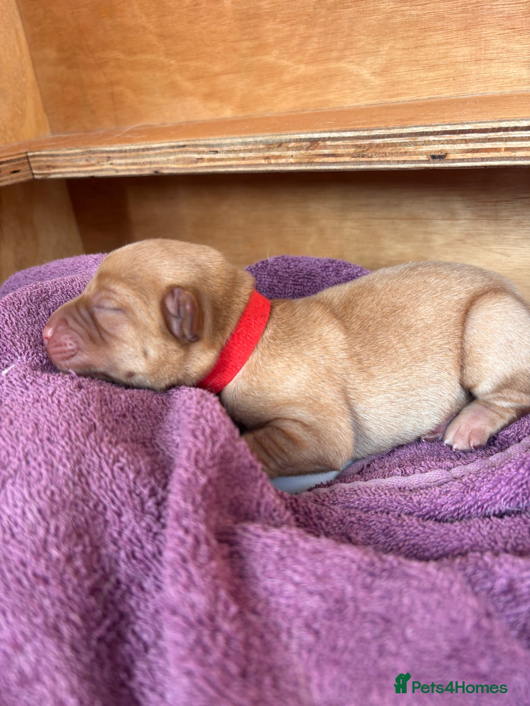 Labrador Retriever dogs for sale: KC Reg ‘Fox Red’ Labrador Retrievers  - Image 27