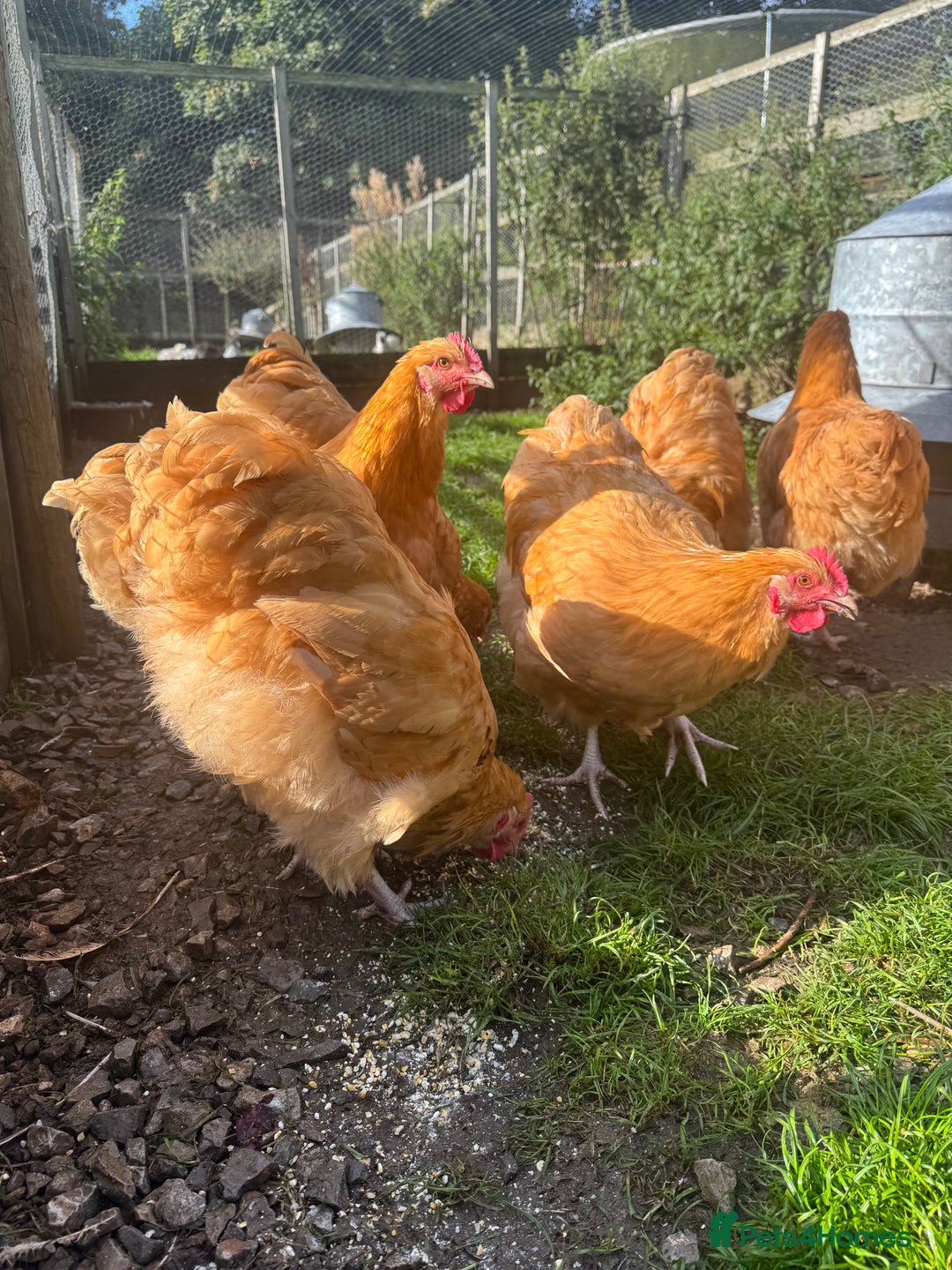 Chickens poultry for sale: Buff Orpington Trios - Image 3