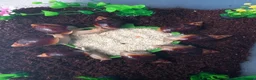 Snails invertebrates for sale: Giant African Land Snails Juveniles in Milton Keynes - Advert 4