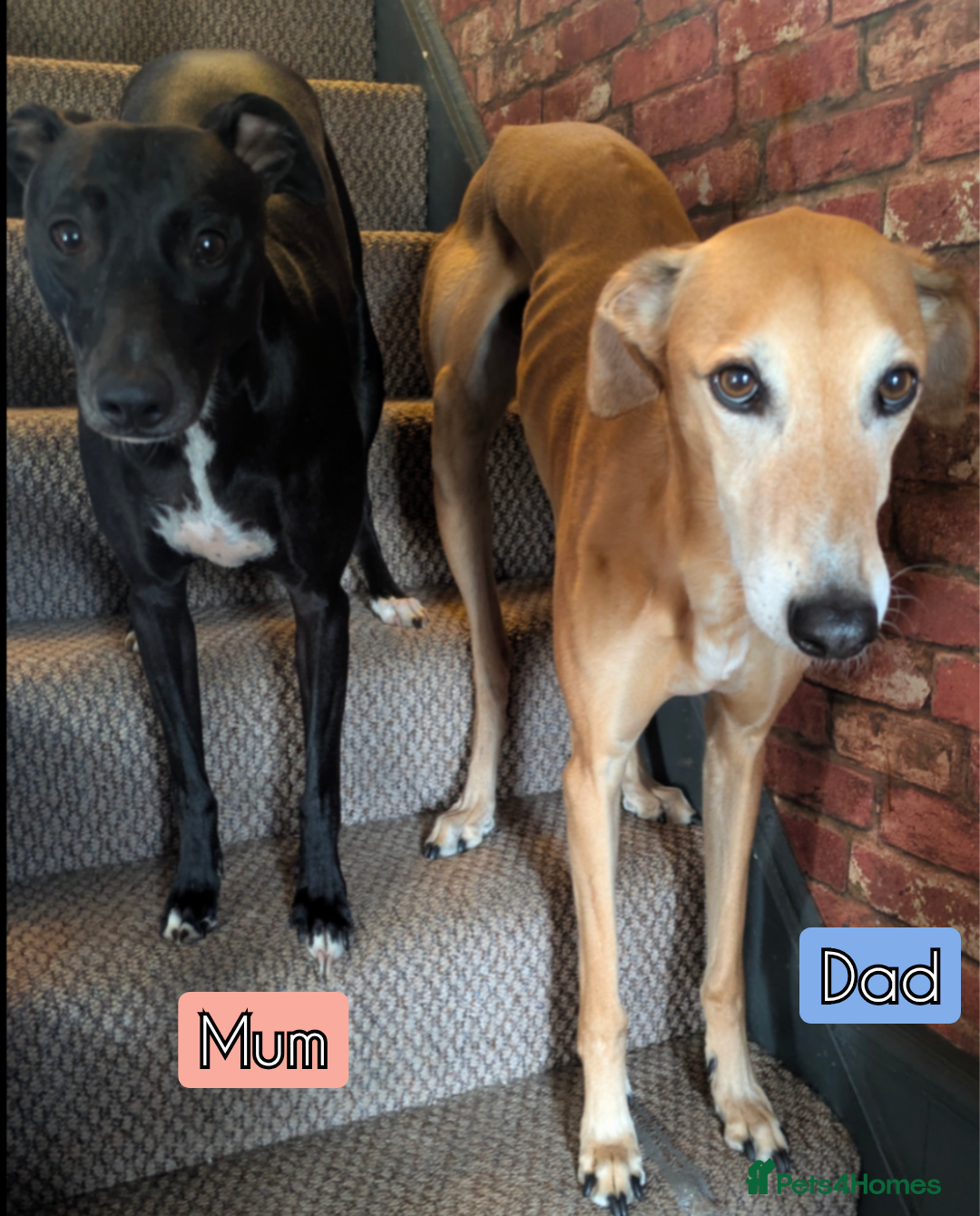 Mixed Breed dogs 8 Beautiful Saluki Whippet mixed-breed fur babies - Advert 1