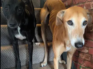 Mixed Breed dogs 8 Beautiful Saluki Whippet mixed-breed fur babies - Advert 1