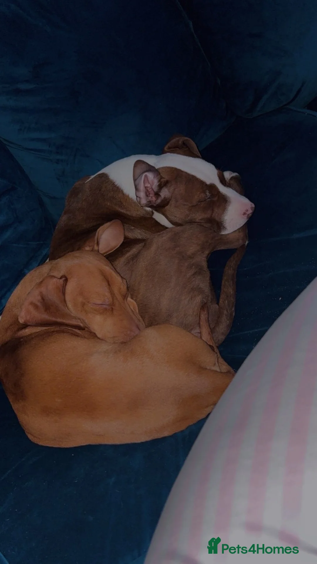 Mixed Breed dogs for sale: 5 month old puppy looking for her forever home - Advert 4