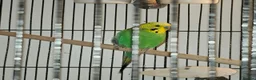 Budgerigars birds for sale: Green budgie for Sale - Folkestone £115 ONO.  in Folkestone - Advert 4