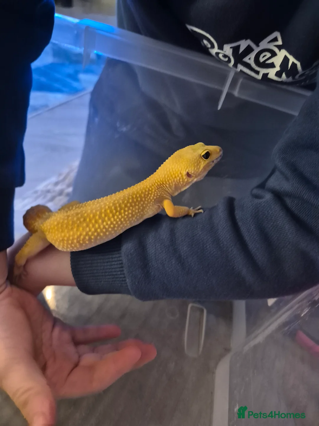 Leopard Gecko reptiles for sale: Leopard gecko in Manchester - Advert 3