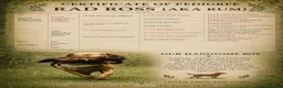 Labrador Retriever dogs for sale: KC Registered Working Labrador Retriever Puppies in Cheddar - Advert 7