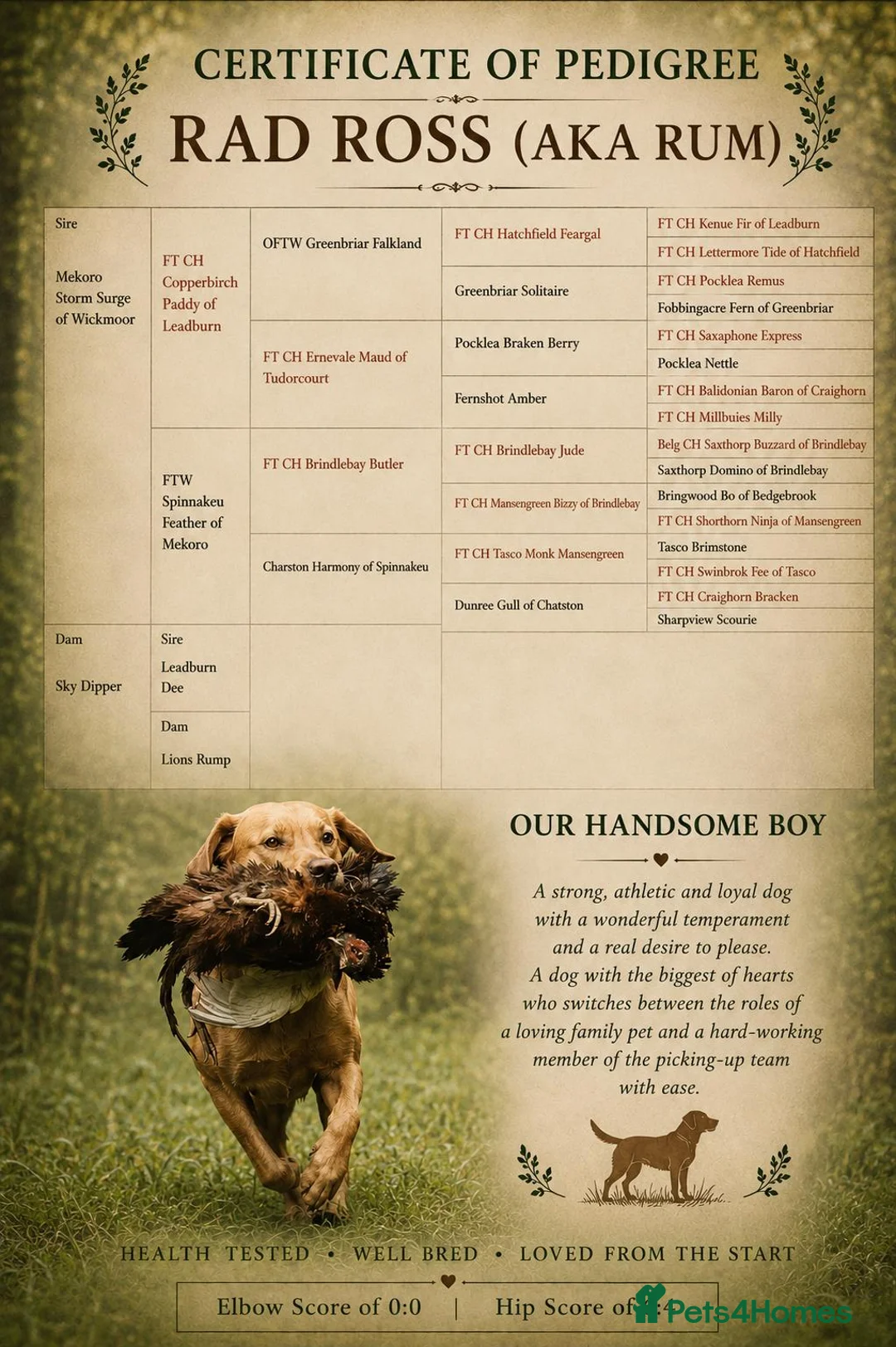Labrador Retriever dogs for sale: KC Registered Working Labrador Retriever Puppies in Cheddar - Advert 7
