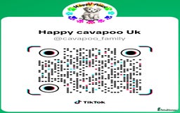 Cavapoo dogs for sale:  🐕Ruby Cavapoo Toy F1bb 🧸DNA tested🧸 - Image 29