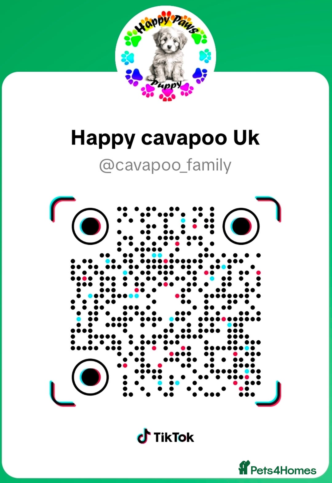 Cavapoo dogs for sale:  🐕Ruby Cavapoo Toy F1bb 🧸DNA tested🧸 - Image 29