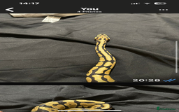 Python Snake reptiles for sale: Ball pythons and full setups for sale  - Image 3