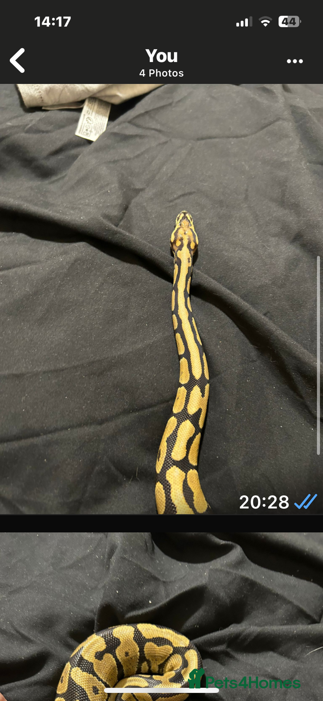 Python Snake reptiles for sale: Ball pythons and full setups for sale  - Image 3