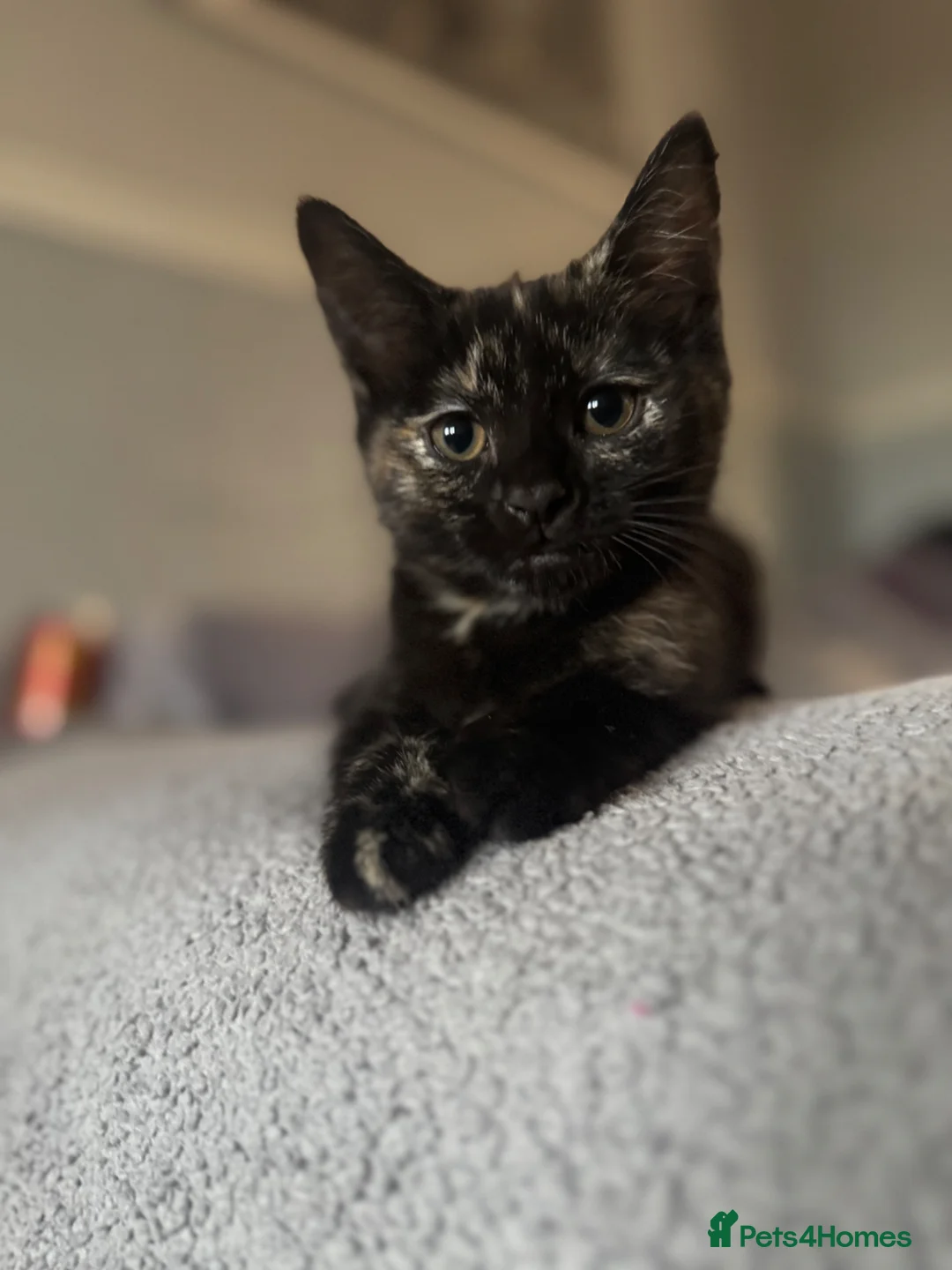 Mixed Breed cats for sale: Five beautiful cats!! - Advert 21