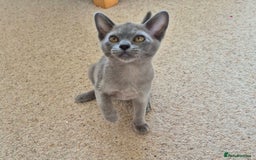 Burmese cats for sale: Gorgeous Blue Male Burmese Kitten - Image 4