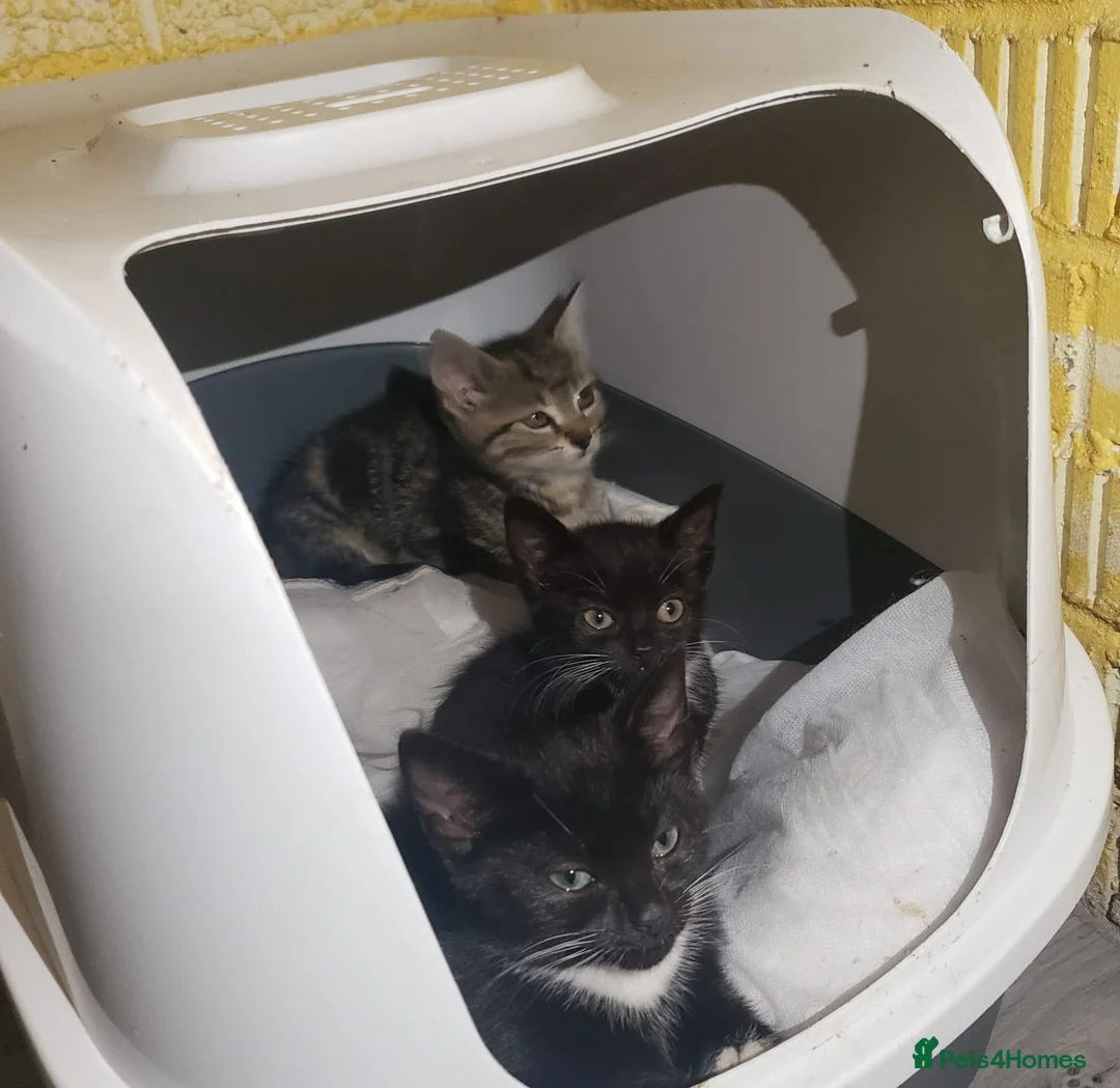 Mixed Breed cats for sale: Beautiful  Cat  in Manchester - Advert 1