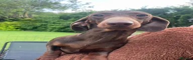 Bambi