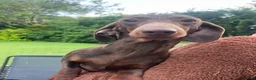 Dachshund dogs for sale: Three 3 year old + five 2 year old dachshund dogs. - Advert 9