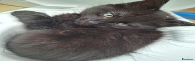 Kitten 1