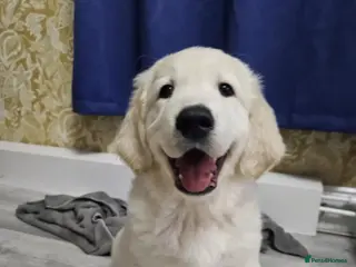 Golden Retriever dogs KC registered golden retrievers. Ready to go! - Advert 7