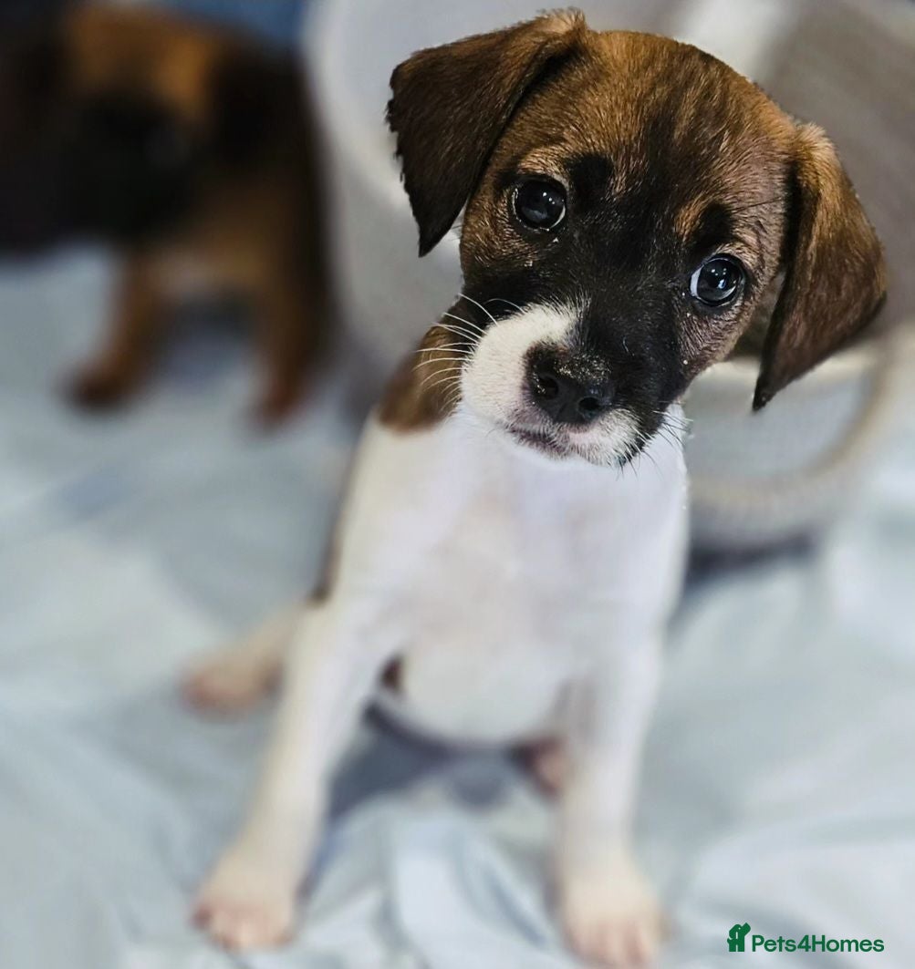 Jack Russell dogs 4 gorgeous babies - Advert 1