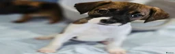 Jack Russell dogs for sale: 4 gorgeous babies - Advert 1