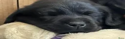 Labrador Retriever dogs for sale: Lovely black show bred puppies in Taunton - Advert 5