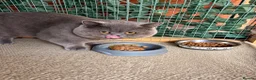 British Shorthair cats for stud: 💙 Proven BSH Blue Stud – “Teddy” 💙 - Advert 3