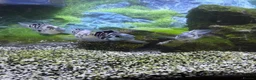 Cichlids fish for sale: Polar blue cichlids  - Advert 2