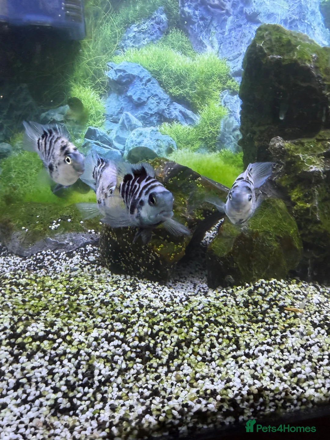 Cichlids fish for sale: Polar blue cichlids  - Advert 2