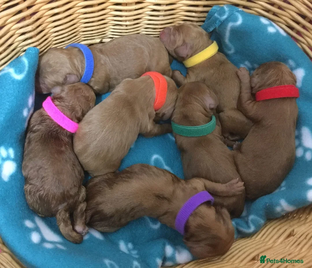 Miniature Poodle dogs for stud: Stunning Red Mini Poodle Stud, DNA Tested Clear. in Market Drayton - Advert 9