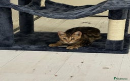 Bengal cats for sale: Marble bengal boy and bengal girl - Image 6