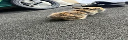Mini Lion Lop rabbits for sale: Mini lion lops  - Advert 15