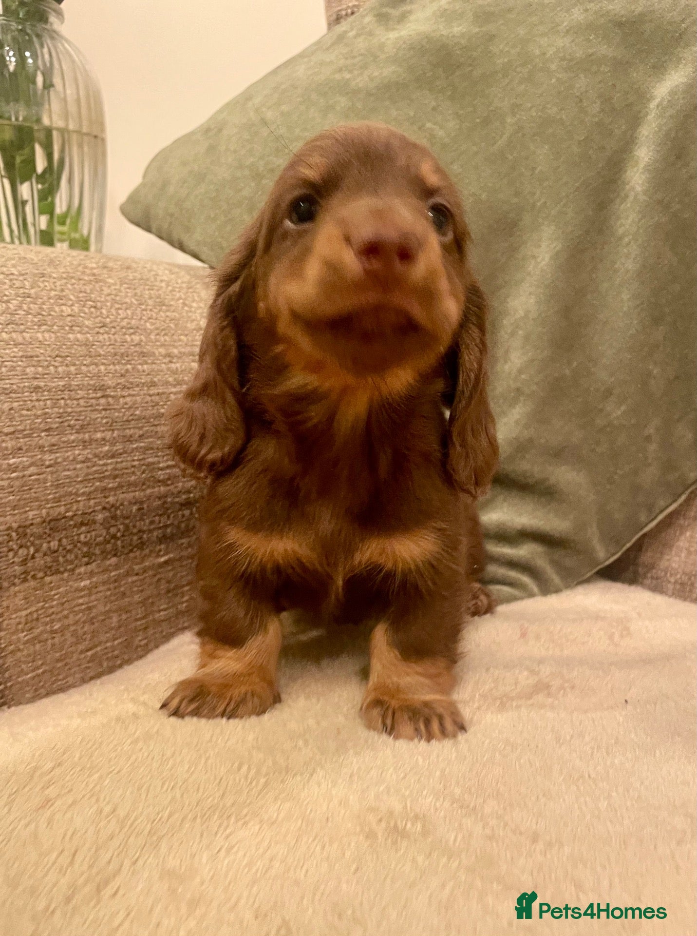Miniature Dachshund dogs KC reg small Mini Dachshund puppies - Advert 2