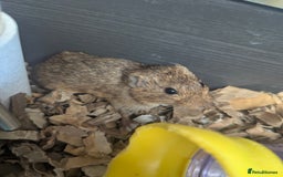 Guinea Pig rodents for sale: Guinea Pigs and other rodents available - Image 9