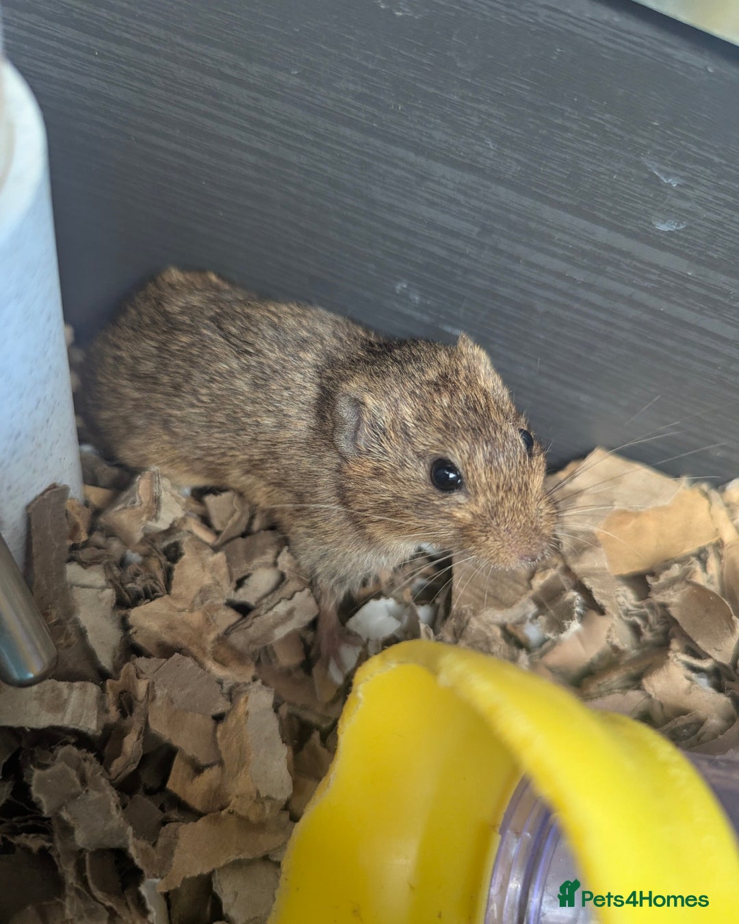 Guinea Pig rodents for sale: Guinea Pigs and other rodents available - Image 9