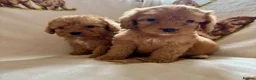 Cockapoo dogs for sale: F1 health clear cockapoo puppies  - Advert 25
