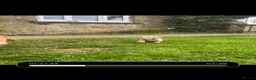 Cockerdor dogs for sale: Stunning Cockerdor puppies - Advert 8