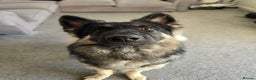 German Shepherd dogs for stud: Chunky GSD male for stud  in Redcar - Advert 5