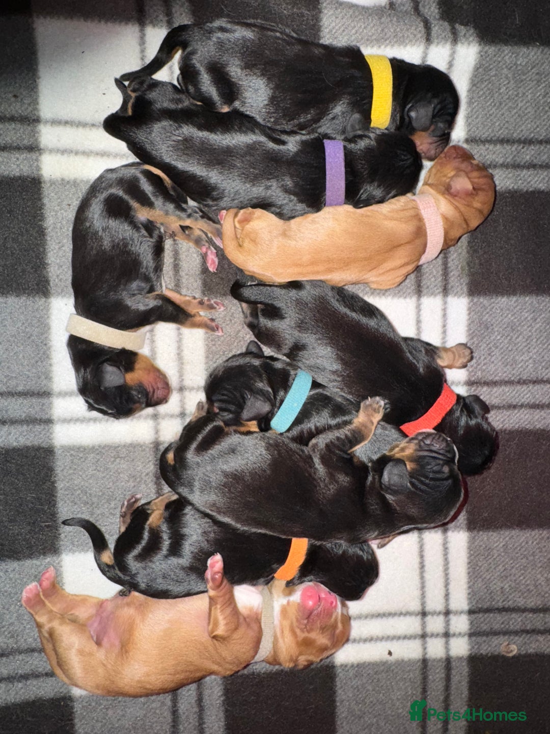 Cavalier King Charles Spaniel dogs for sale: 9 stunning KC registered King Charles spaniel - Advert 2