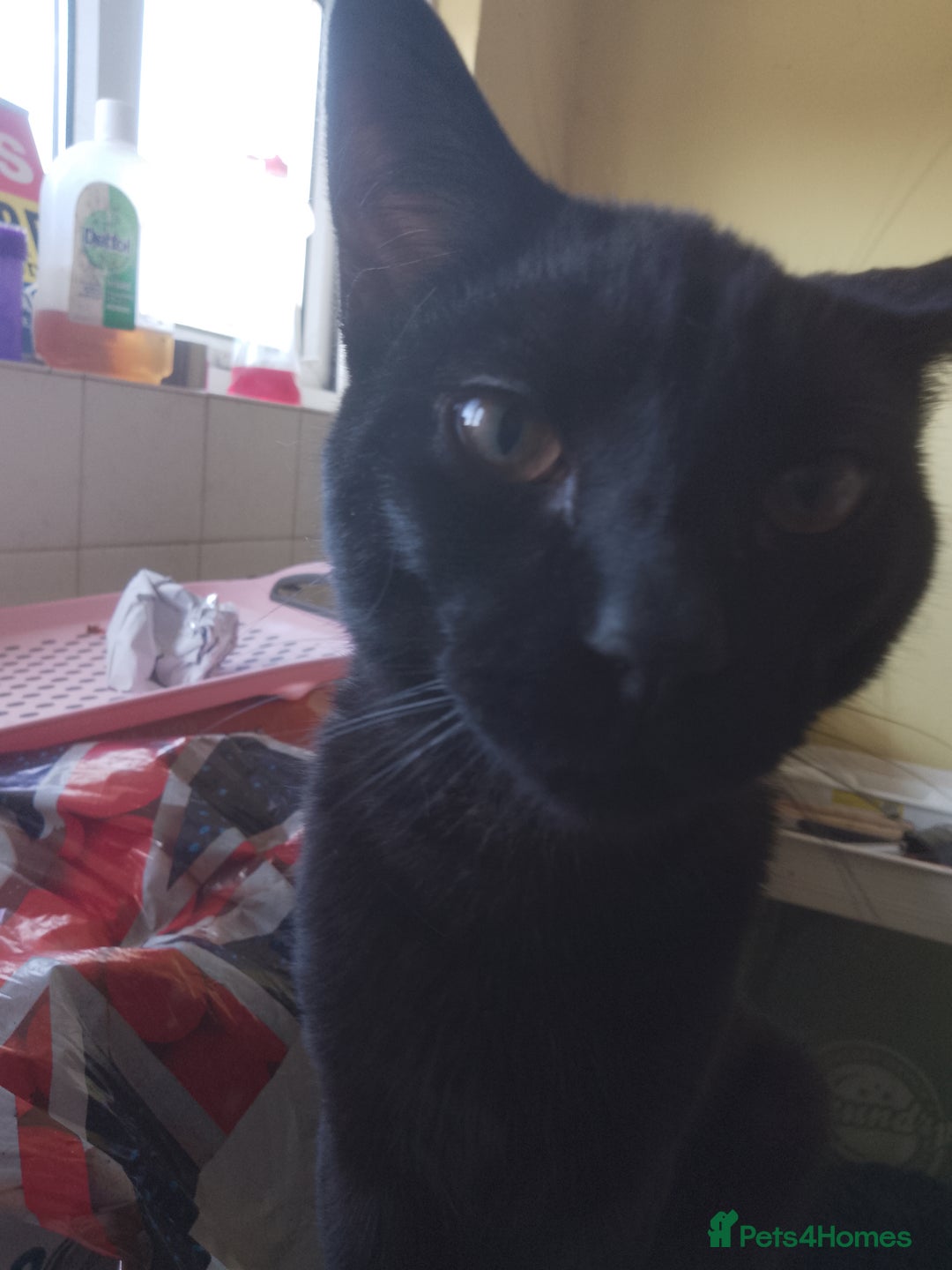 Mixed Breed cats for sale: Kittens for sale - Image 7